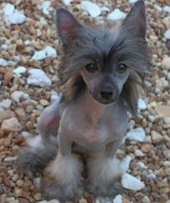 Chinese Crested Paint by numbers