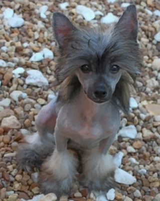 Chinese Crested Paint by numbers
