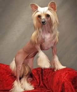 Chinese Dog Paint by numbers