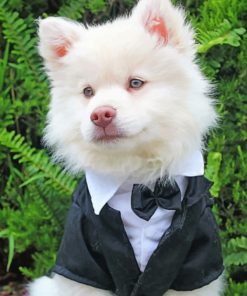 classy-american-eskimo-dog-paint-by-number