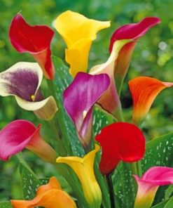 Colorful Arum Lilies paint by numbers