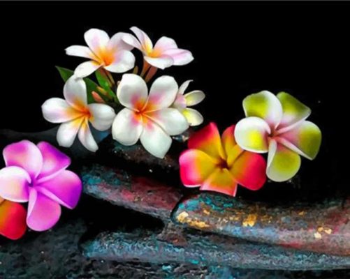 Colorful Frangipani Paint by numbers
