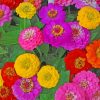 Colorful Zinnias Paint by numbers