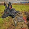 Cool Black German Shepherd paint by numbers
