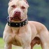 Cool Pit bull Paint by numbers