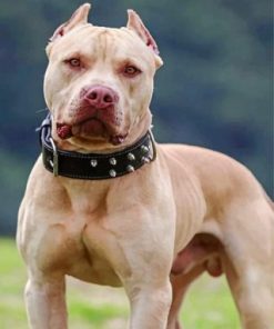 Cool Pit bull Paint by numbers