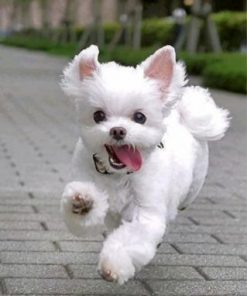 Crazy Maltes Paint by numbers