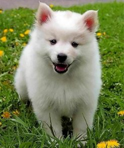 cute-american-eskimo-dog-paint-by-numbers