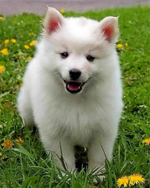 cute-american-eskimo-dog-paint-by-numbers