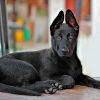 Cute Black German Shepherd paint by numbers