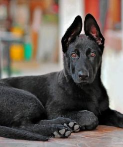 Cute Black German Shepherd paint by numbers
