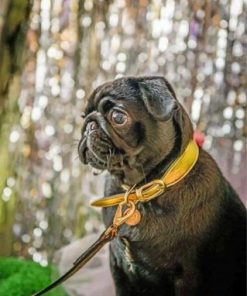 Cute Black Pug Paint by numbers