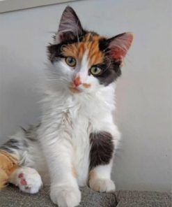 Cute Calico Cat Paint by numbers