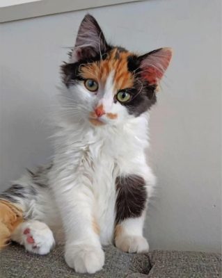 Cute Calico Cat Paint by numbers