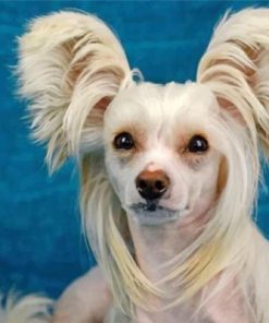 Cute Chinese Puppy Paint by numbers