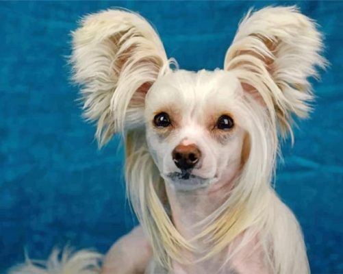 Cute Chinese Puppy Paint by numbers