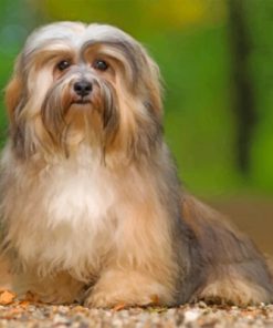 Cute Havanese Dog Paint by numbers