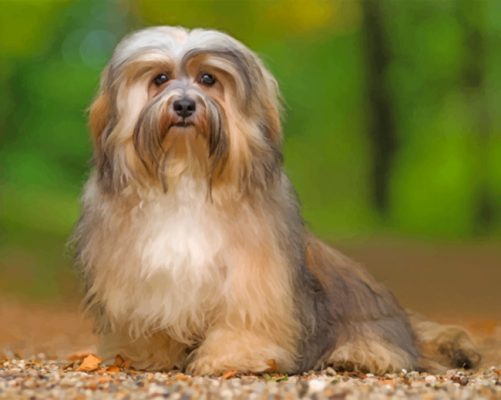 Cute Havanese Dog Paint by numbers