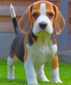 Jack Russell Carrying Puppy Paint by Numbers