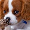 Cute King Charles Paint by numbers