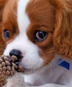 Cute King Charles Paint by numbers
