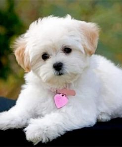 Cute Maltes Paint by numbers