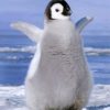 Cute Penguin Paint by numbers