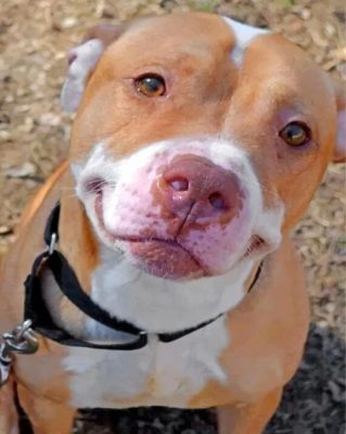 Cute Pitbull Paint by numbers