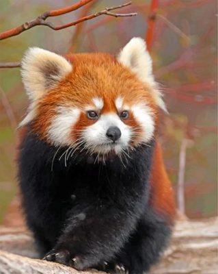 Cute Red Panda Paint by numbers