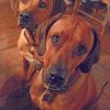Rhodesian Ridgeback Dogs Paint by numbers