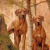 Cute Rhodesian Ridgeback Paint by numbers