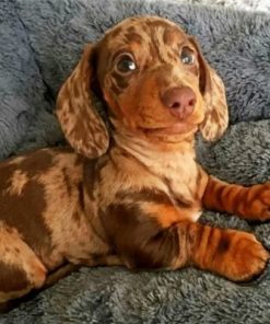 Cute Sausage Dog Paint by numbers