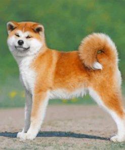 Akita Puppy Paint by numbers