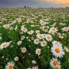 daisy field paint by numbers