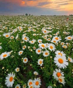 daisy field paint by numbers