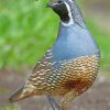 Gambel's Quail Desert Bird Paint by numbers