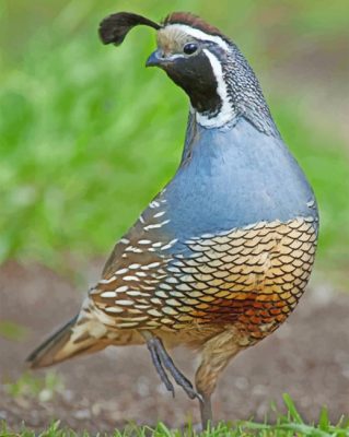 Gambel's Quail Desert Bird Paint by numbers