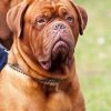 Dogue de Bordeaux Animal
