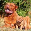 Dogue de Bordeaux Family Paint by numbers