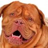 Dogue de Bordeaux Paint by numbers