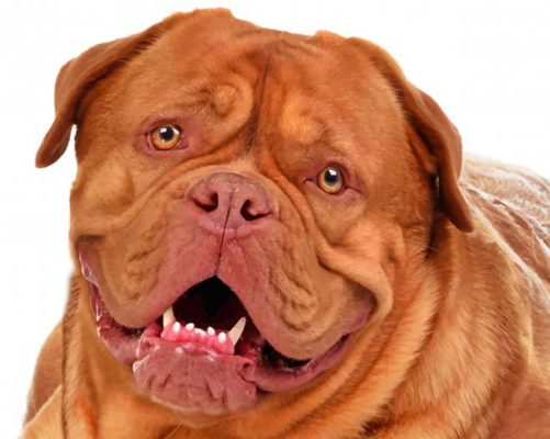 Dogue de Bordeaux Paint by numbers