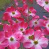 Dogwood Flowers Tree Paint by numbers