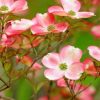 Dogwood Tree Paint by numbers