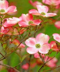 Dogwood Tree Paint by numbers