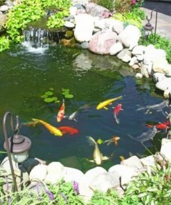 Koi Fish Pond Paint by numbers