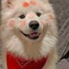 flirty-american-eskimo-dog-paint-by-numbers