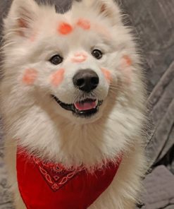flirty-american-eskimo-dog-paint-by-numbers