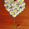 Flower Heart Paint by numbers