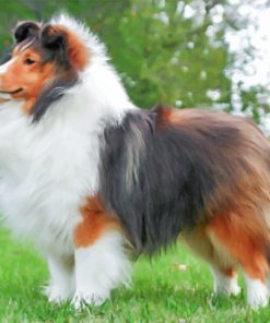 Fluffy Sheltie - Paint By Numbers