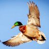 Flying Duck Paint by numbers